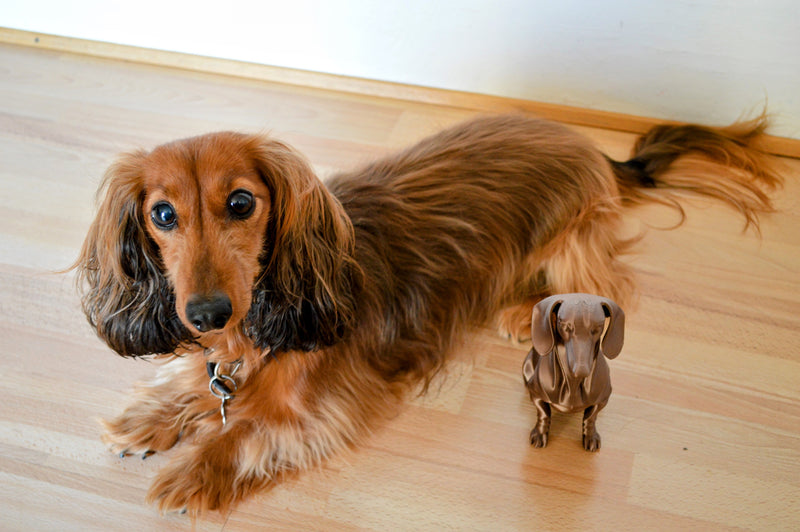 Delta gravhund - billede 4